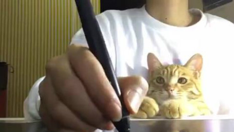 当你工作的时候身边有只猫...